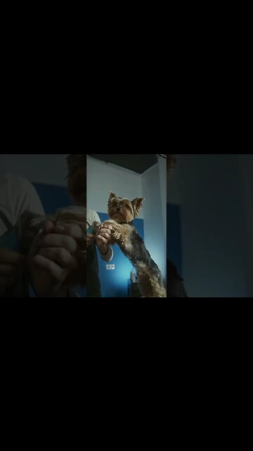 cat cutting ✂️✂️ hair /#short #funnyviral