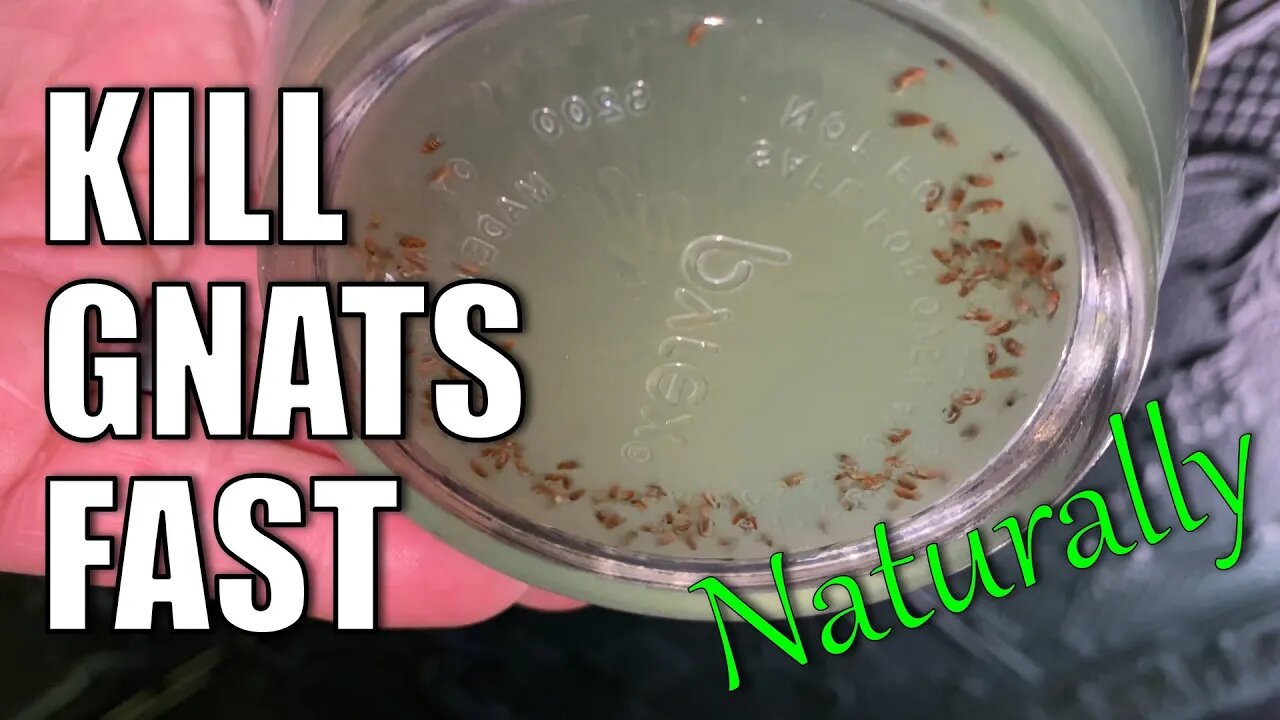 KILL Gnats Naturally