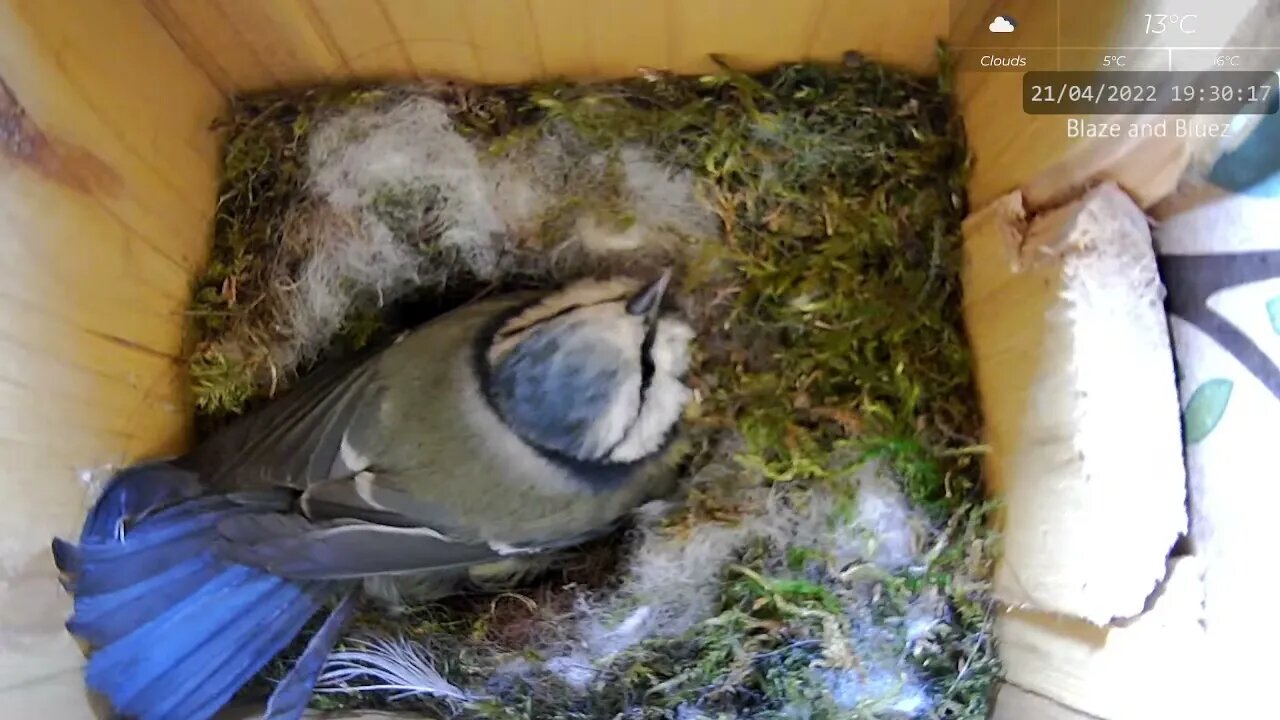 Blue Tit Warns Sparrow Off Her Nest Roof, Falls Asleep