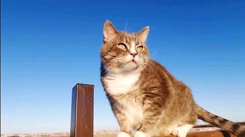 Cat video beautiful video