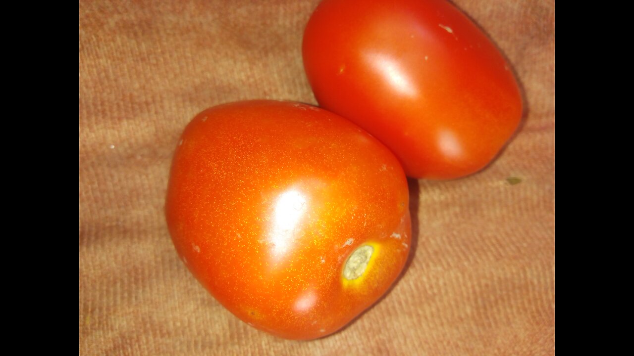 TOMATO SHORTAGE WAS OBSERVED IN INDIA AND PAKISTAN