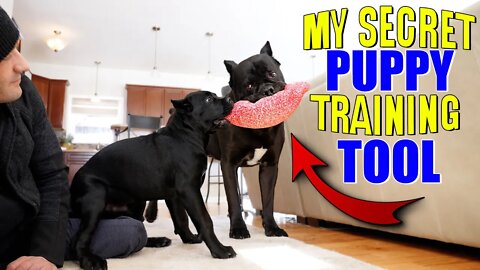 My SECRET Puppy Training Tool!