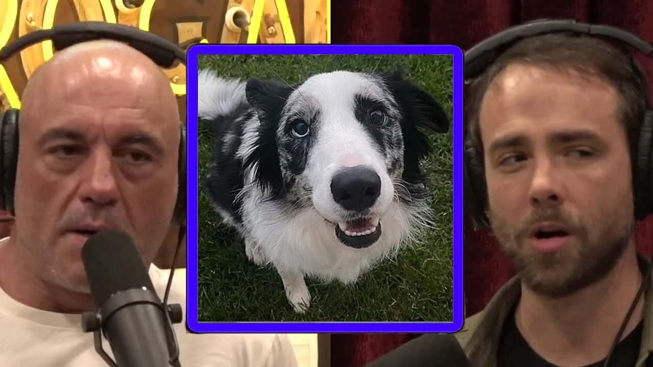 ChatGPT4 Saving A Dog's Life When | Joe Rogan Experience