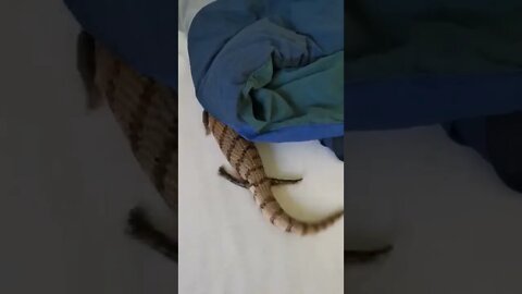 Lizard Meets Obstacles