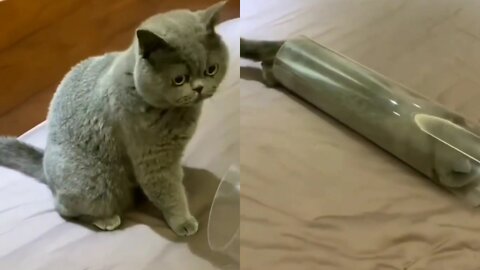 Cute Cat Trying To Enter In Bottle