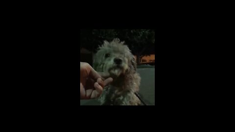 Saving Homeless dog late night rescue mission