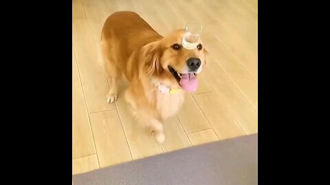 DOG CUTE 😘AND FUNNY VIDEOS😅