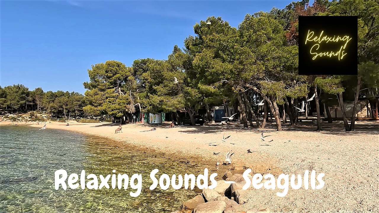 Relaxing sounds | The sound of seagulls on a quiet day