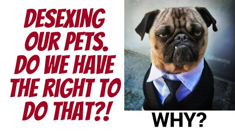 De-sexing pets... Who gave us the 'right' to do such a thing!?