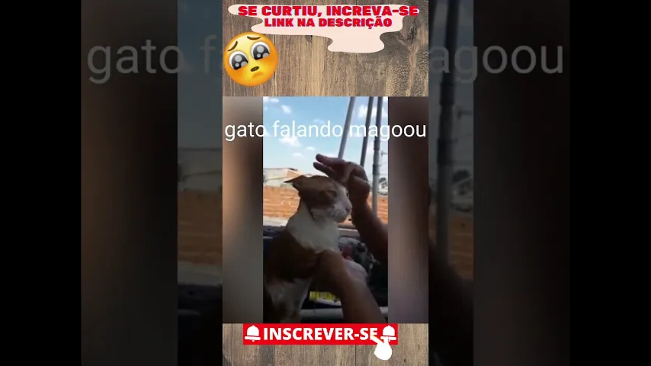 Gatinho falando! banho é bom! É Ruim! Part 1 Veja! #shorts #gato #engracado