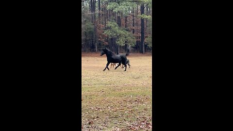 Can’t catch me … running horses