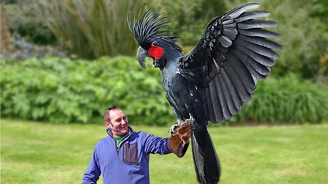 10 Most Expensive Birds in the World🦜🦜