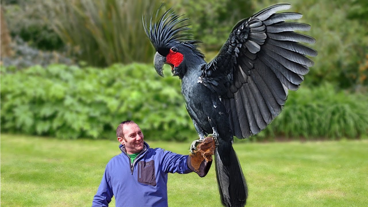 10 Most Expensive Birds in the World🦜🦜