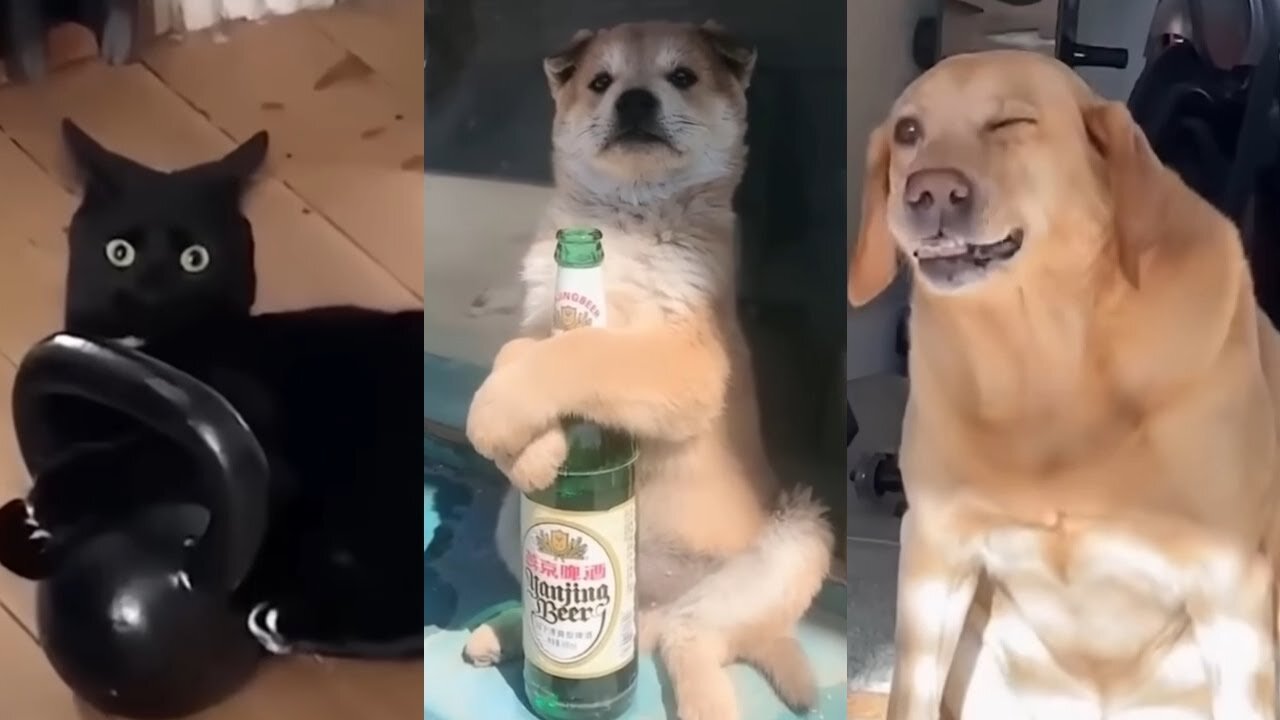 Funniest Cats and Dogs Videos 😺🐶 - Best Funniest Animals Video 2023 😂