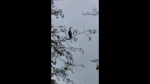 A crane in a tree near where l live