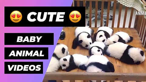 The Cutest Baby Animals In The World Top Animals