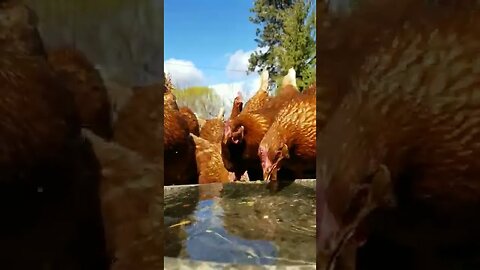 #chickens #layers #freerange #homesteading #homesteadlife #farm #farmlife #farmanimals #peaceful