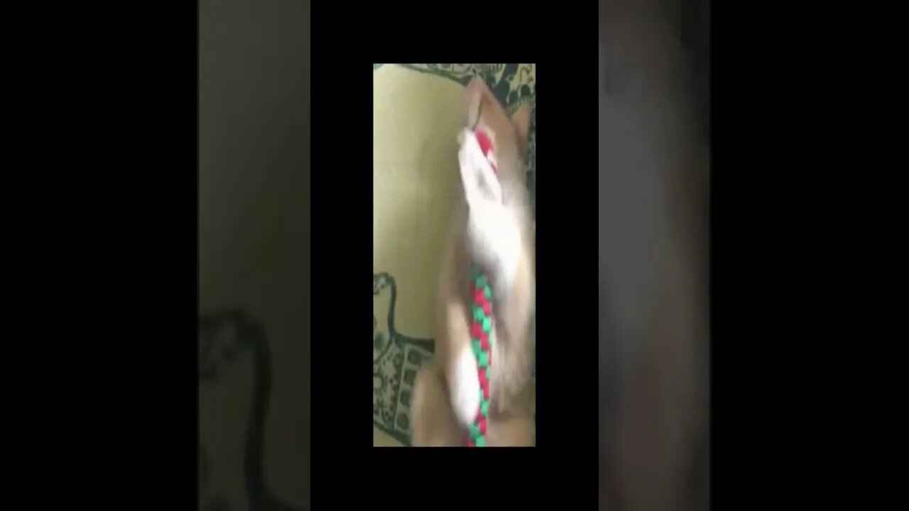 dog 47