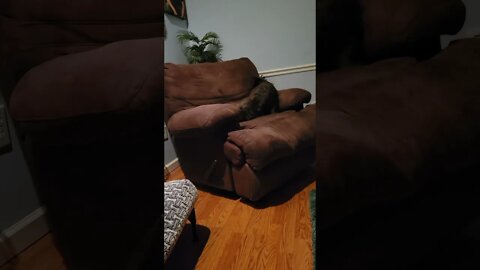 Raynah Has Begun Nesting