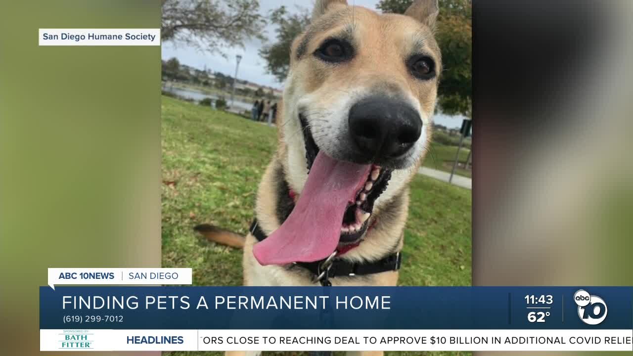 Pet of the Week: Kya