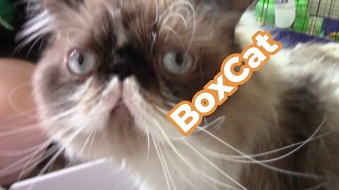 BoxCat Unboxing May 2022 😺