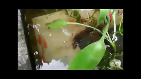 Fish Collection. Indoor and Outdoor-002