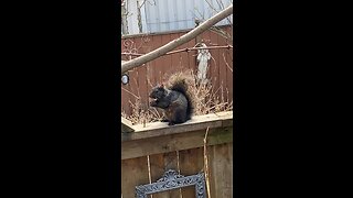 Squirrel eating a Ferrorocher