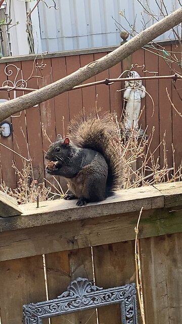 Squirrel eating a Ferrorocher