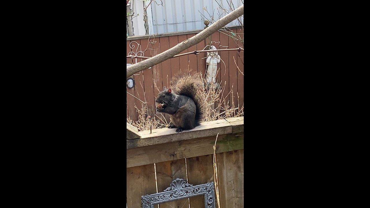 Squirrel eating a Ferrorocher