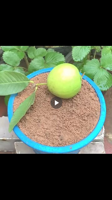 How to grow guava and apple in one container.