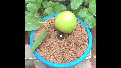 How to grow guava and apple in one container.