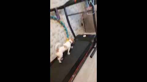 Dog fails while testing