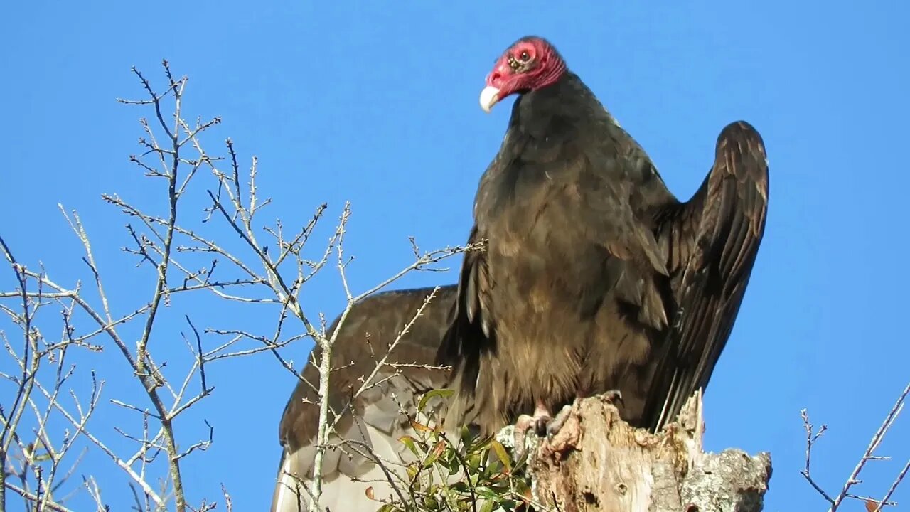 Up Close With A Buzzard - Nature Through A Lens