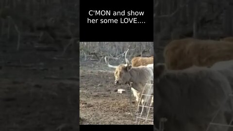 Hilarious Dancing COW! She's Got the MOOOVES!!