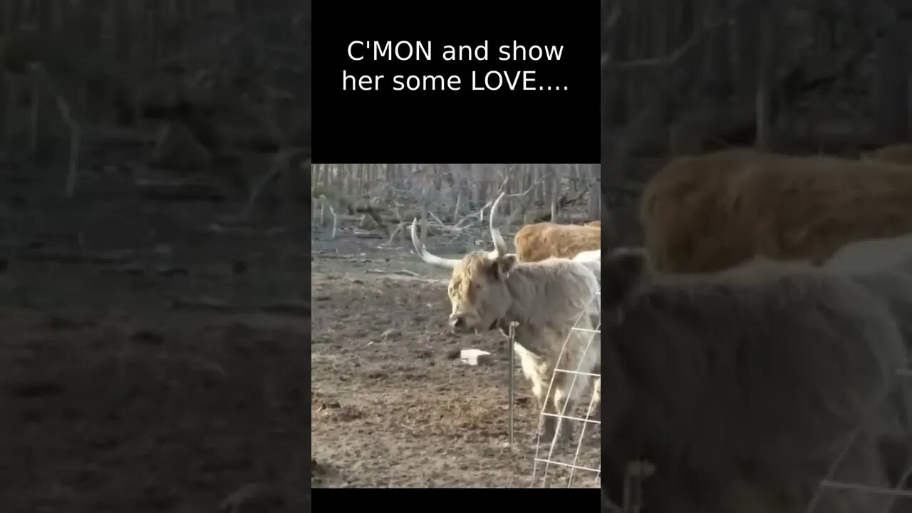 Hilarious Dancing COW! She's Got the MOOOVES!!