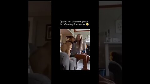 Dog Reacts To Goal Scored in a football match-FUNNIEST Animals😂🐱🐶",