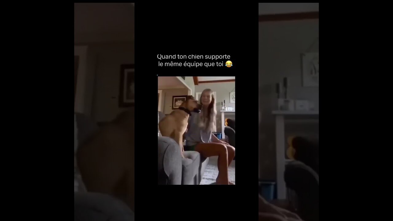 Dog Reacts To Goal Scored in a football match-FUNNIEST Animals😂🐱🐶",