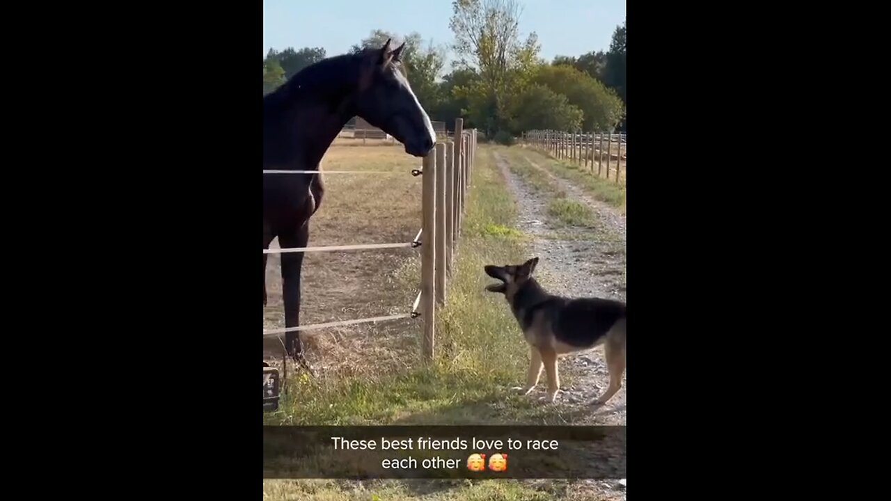 Best Friends Love To Race