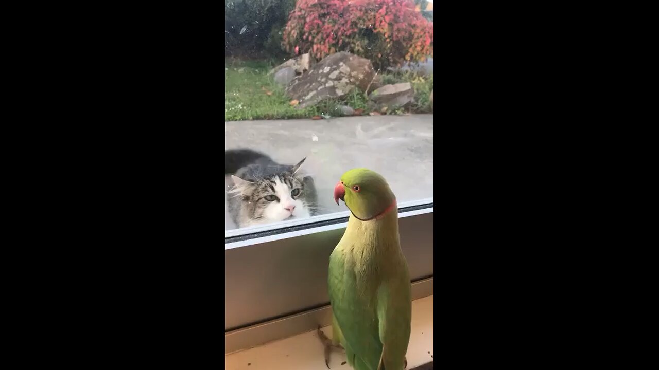 A little game between a cat and bird