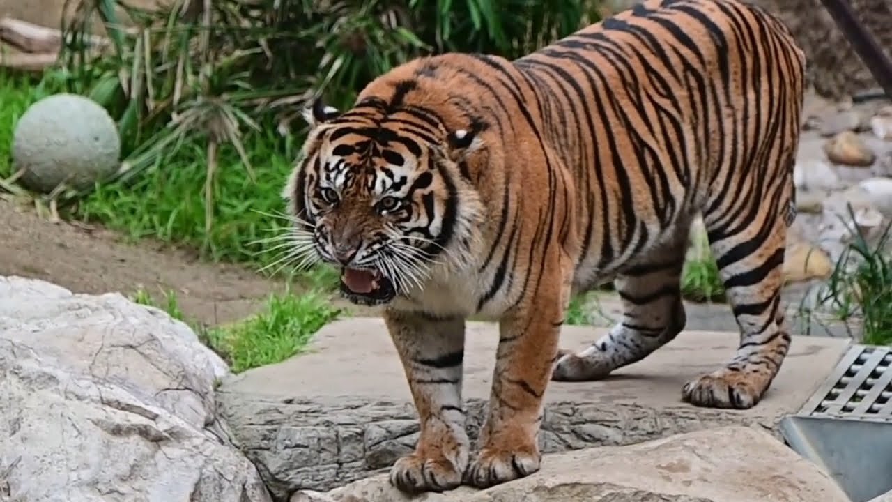 ROAR! CJ The Sumatran Tiger vs. Boomer Ball