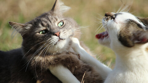 FUNNY CAT FIGHT