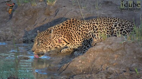 Male Leopard Having A Drink