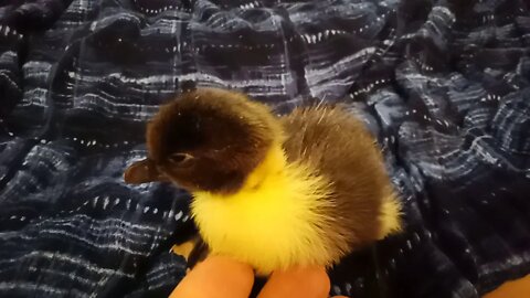 Jack, The Muscovy Duckling, ( Video 2 )