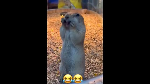 Funny animal