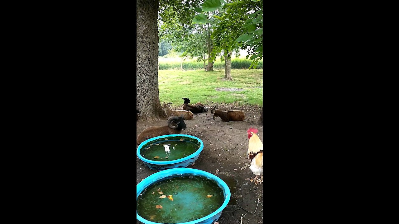 City Soay Sheep Farm