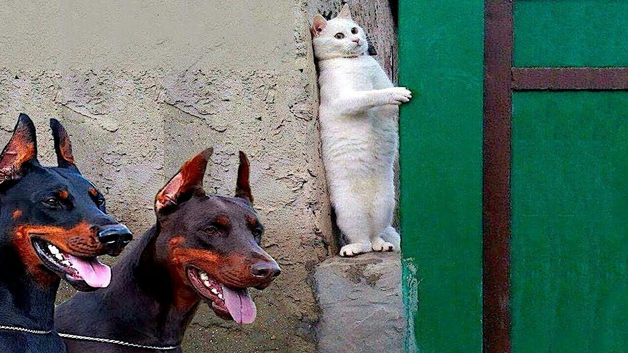 Funny animals | Adorable cats and dogs 2023 #002