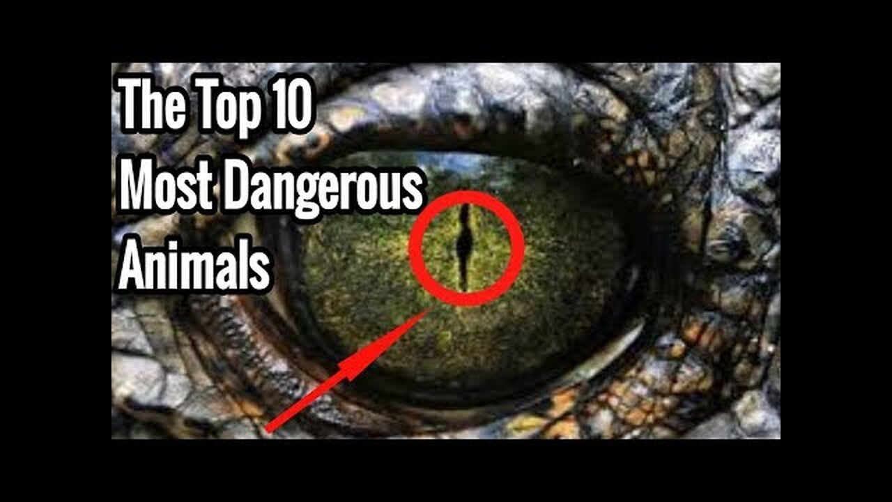 10 Most Dangerous Animals In The World