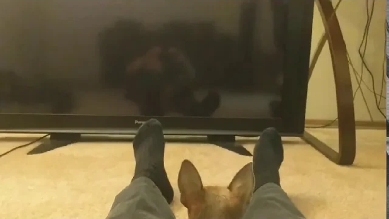 Going crazy with his reflection