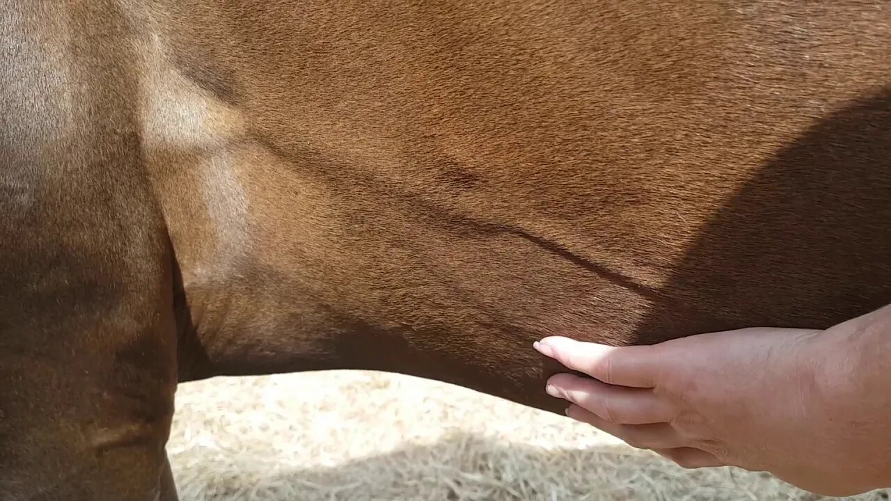 Feeling baby kick in pregnant mare