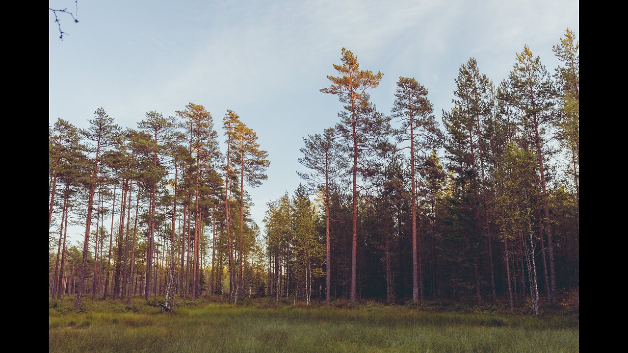 8D Audio Nature Sounds | Relaxing ASMR | USE HEADPHONES